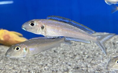 Xenotilapia bathyphilus blue lips Burundi 7-9 cm