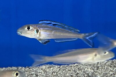 Xenotilapia bathyphilus blue lips Burundi 7-9 cm