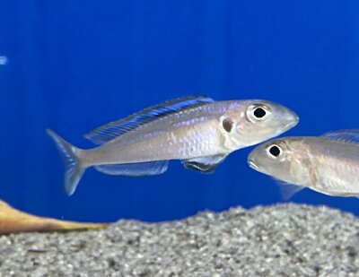 Xenotilapia bathyphilus blue lips Burundi 7-9 cm
