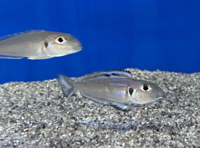 Xenotilapia bathyphilus blue lips Burundi 7-9 cm