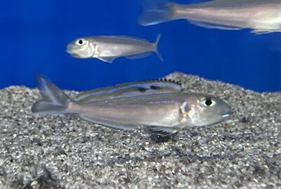Xenotilapia bathyphilus blue lips Burundi 7-9 cm