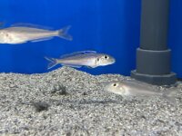 Xenotilapia bathyphilus blue lips Burundi 7-9 cm