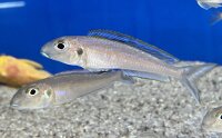 Xenotilapia bathyphilus blue lips Burundi 7-9 cm