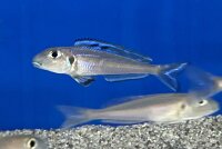 Xenotilapia bathyphilus blue lips Burundi 7-9 cm