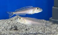 Xenotilapia bathyphilus blue lips Burundi 7-9 cm