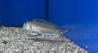 Xenotilapia bathyphilus blue lips Burundi 7-9 cm
