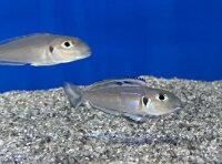 Xenotilapia bathyphilus blue lips Burundi 7-9 cm