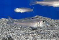 Xenotilapia bathyphilus blue lips Burundi 7-9 cm