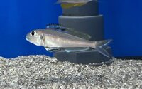 Xenotilapia bathyphilus blue lips Burundi 7-9 cm