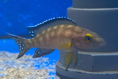 Neolamprologus büscheri Kamakonde 4-5 cm
