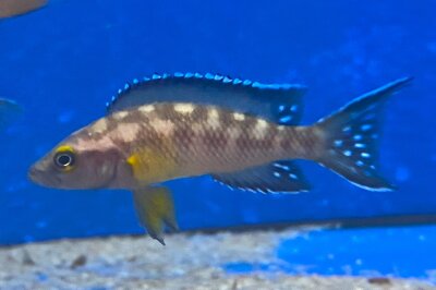 Neolamprologus büscheri Kamakonde 4-5 cm