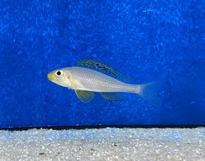 Xenotilapia papilio Sunflower Kantalamba 7-9 cm