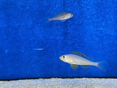 Xenotilapia papilio Sunflower Kantalamba 7-9 cm