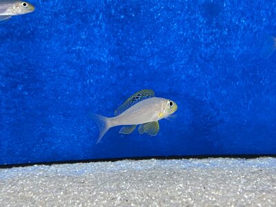 Xenotilapia papilio Sunflower Kantalamba 7-9 cm
