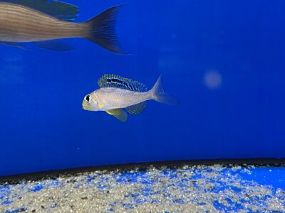 Xenotilapia papilio Sunflower Kantalamba 7-9 cm