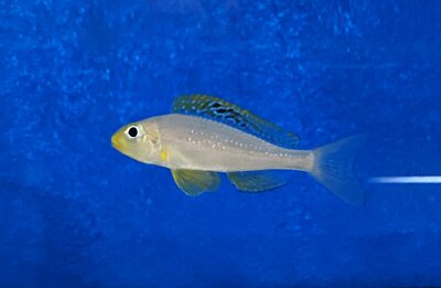 Xenotilapia papilio Sunflower Kantalamba 7-9 cm