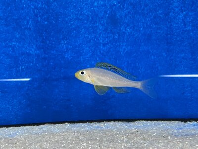 Xenotilapia papilio Sunflower Kantalamba 7-9 cm
