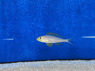 Xenotilapia papilio Sunflower Kantalamba 7-9 cm