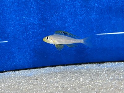 Xenotilapia papilio Sunflower Kantalamba 7-9 cm