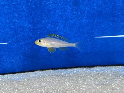 Xenotilapia papilio Sunflower Kantalamba 7-9 cm