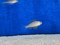 Xenotilapia papilio Sunflower Kantalamba 7-9 cm