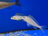 Xenotilapia papilio Sunflower Kantalamba 7-9 cm
