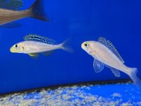 Xenotilapia papilio Sunflower Kantalamba 7-9 cm