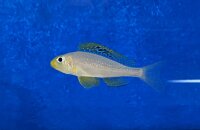 Xenotilapia papilio Sunflower Kantalamba 7-9 cm