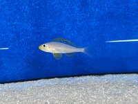 Xenotilapia papilio Sunflower Kantalamba 7-9 cm