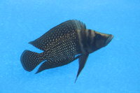 Altolamprologus calvus black 9-12 cm