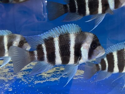 Cyphotilapia frontosa blue Mpimbwe 10-15 cm
