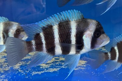 Cyphotilapia frontosa blue Mpimbwe 10-15 cm