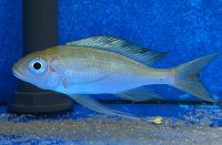 Ophthalmotilapia ventralis Kala yellow 7-9 cm