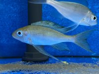 Ophthalmotilapia ventralis Kala yellow 7-9 cm