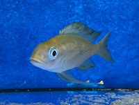 Ophthalmotilapia ventralis Kala yellow 7-9 cm