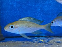 Ophthalmotilapia ventralis Kala yellow 7-9 cm