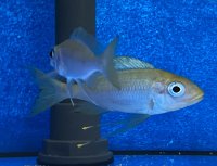 Ophthalmotilapia ventralis Kala yellow 7-9 cm