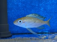 Ophthalmotilapia ventralis Kala yellow 7-9 cm