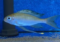 Ophthalmotilapia ventralis Kala yellow 7-9 cm