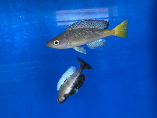 Cyprichromis leptosoma Kitumba 9-12 cm