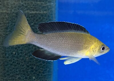 Cyprichromis leptosoma yellow Nkondwe 9-12 cm