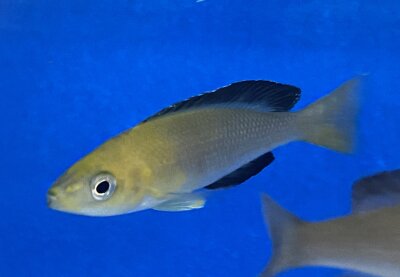 Cyprichromis leptosoma yellow Nkondwe 9-12 cm