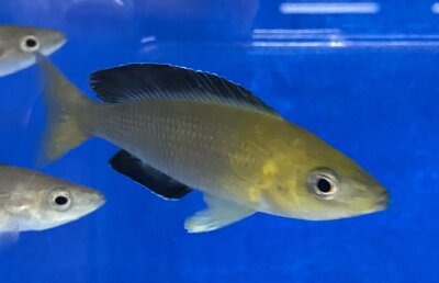 Cyprichromis leptosoma yellow Nkondwe 9-12 cm