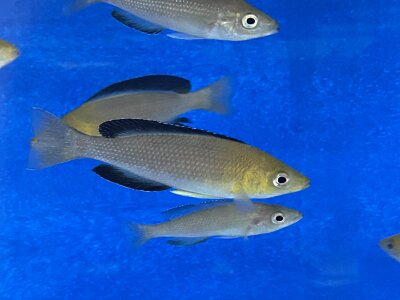 Cyprichromis leptosoma yellow Nkondwe 9-12 cm