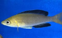 Cyprichromis leptosoma yellow Nkondwe 9-12 cm