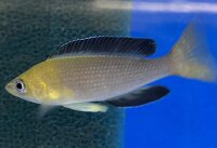 Cyprichromis leptosoma yellow Nkondwe 9-12 cm