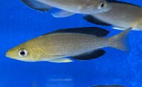 Cyprichromis leptosoma yellow Nkondwe 9-12 cm