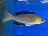 Cyprichromis leptosoma yellow Nkondwe 9-12 cm