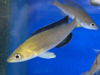 Cyprichromis leptosoma yellow Nkondwe 9-12 cm