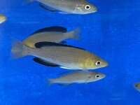 Cyprichromis leptosoma yellow Nkondwe 9-12 cm